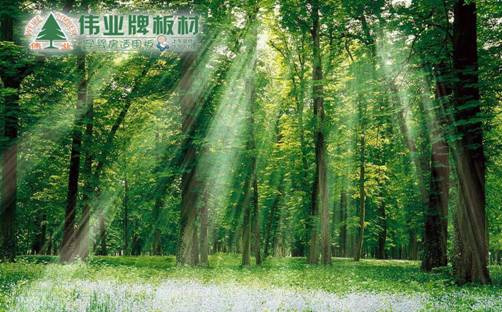 品牌產品|E0級不含甲醛的偉業牌生態板讓你安享家居生活 品牌產品|E0級不含甲醛的偉業牌生態板讓你安享家居生活