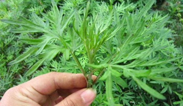 端午節(jié)還在掛艾草？不如試試空氣凈化器