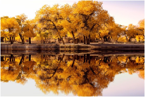 霜降,看大唐宮燈飾與大自然共同譜寫的詩意畫卷
